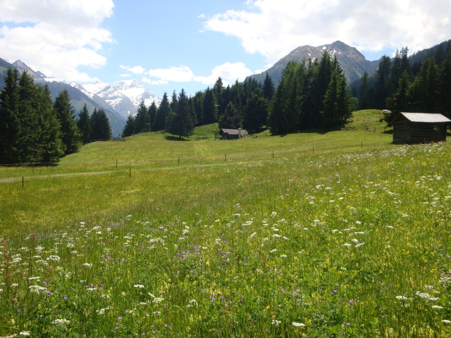 Blumenwiese auf unserer Alm f. Wiesenmeisterschaft (7)