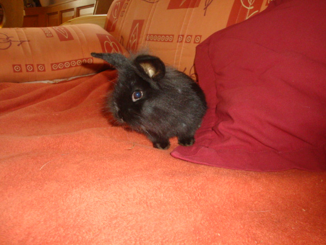 Unser Hase Schnuffel